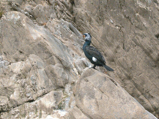 the bird in Oboke canyon 