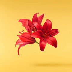 Fresh green rosemary herb falling in the air isolates on yellow background