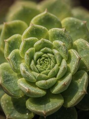A close up of a green succulent plant with water droplets on the leaves in a spiral pattern view