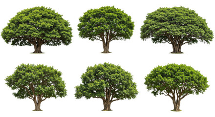 Fototapeta premium Isolated Green Trees Set Against White Background