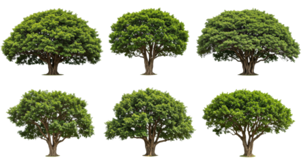 Isolated Green Trees Set Against White Background