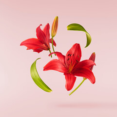 Beautiful fresh Red Lily with green leaves falling in the air isolated on pink background.
