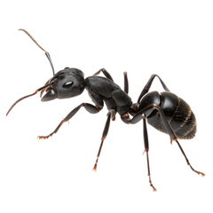 Black Ant CloseUp isolated on transparent background  
