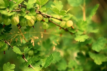 Branches with ripe gooseberries. Beautiful amber summer fruits. File 3
