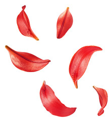 Beautiful fresh Red Lily petals  falling in the air isolated on white background.