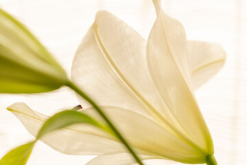 Obraz premium 白い百合の花を早朝に室内撮影10