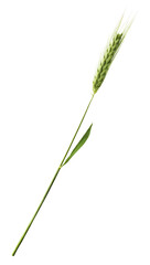 Fresh green wheat ear falling in the air isolated on white background