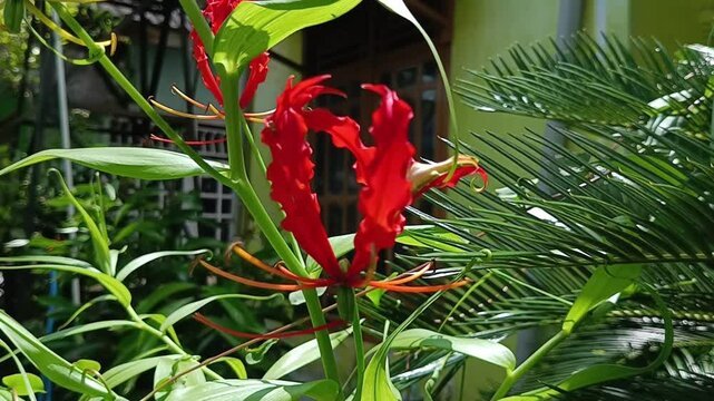 Explore the vibrant world of Gloriosa Superba, also known as the flame lily. Discover its unique beauty and intriguing uses.