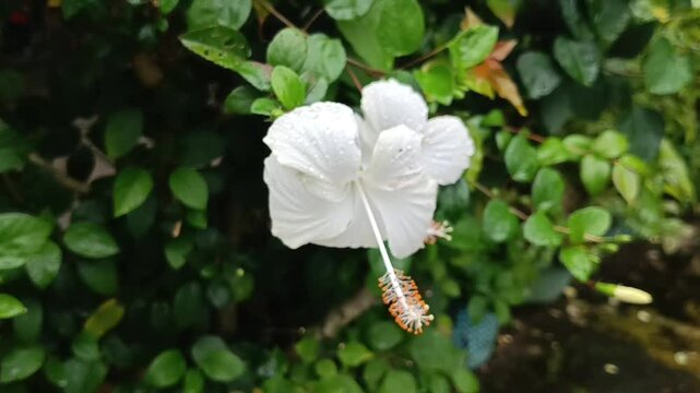 White Hibiscus Flower, or known as bunga raya in Indonesian, stands out in its white color swaying in the wind with a blurred background.