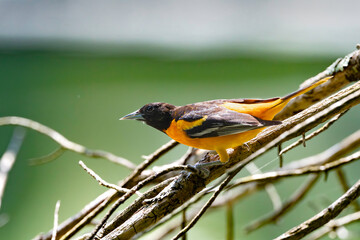 Balitmore Oriole in the Trees 