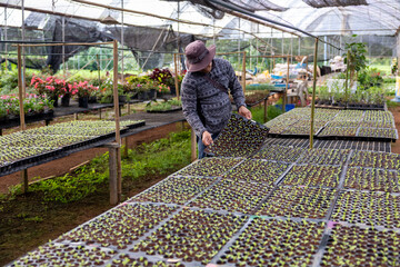 Asian farmer is carrying tray of young vegetable salad seedling to plant in the soil for growing...