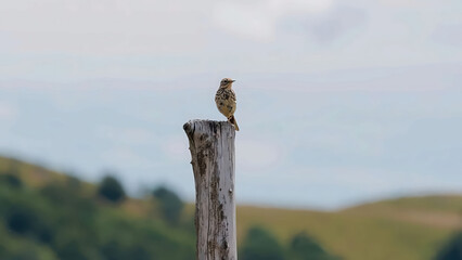 Meadow Pipit on Weathered Wooden Post in Natural Landscape