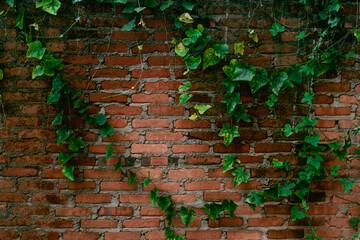 Old Brick Wall with Green Vines - Rustic Background