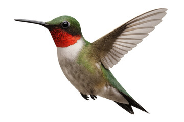 Fototapeta premium Ruby-throated hummingbird hovering, wings extended, transparent background allowing creative graphic design applications