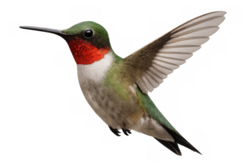 Ruby-throated hummingbird hovering, wings extended, transparent background allowing creative graphic design applications