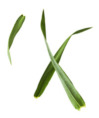 Fototapeta premium Fresh green wheat leaf falling in the air isolated on white background