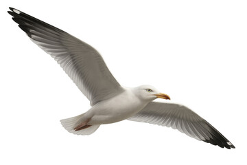 Naklejka premium European herring gull soaring with outstretched wings, white plumage gleaming against transparent background, perfect for graphic design integration