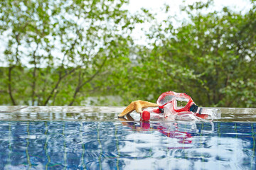 Snorkeling and starfish at the resort pool