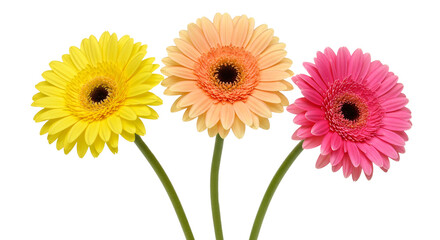 Arrangement of Three Colorful Gerbera Flowers on White