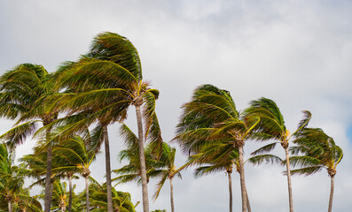 Tropical beach in Miami. Tropical windy weather with palm tree. Strong wind. Exotic nature. Palm...