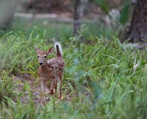 A baby fawn running through the forest.