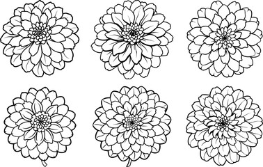 A group of Marigold flower outline vector and illustration, coloring book page