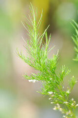 Dog fennel, dogfennel or Eupatorium capillifolium or false dill tree or Asteraceae
