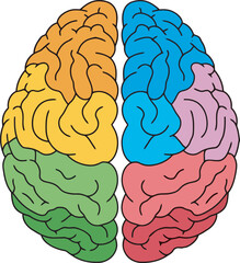 Colorful illustration of a human brain, divided into hemispheres, each showcasing distinct color-coded regions.