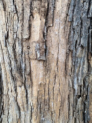 Detailed close-up of rough tree bark texture, showing natural patterns and grooves. Ideal for backgrounds, textures, and nature-themed designs.
