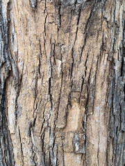 Fototapeta premium Detailed close-up of rough tree bark texture, showing natural patterns and grooves. Ideal for backgrounds, textures, and nature-themed designs.