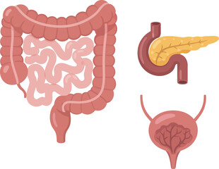 Illustration showing the human colon, pancreas, and bladder, depicted in a simplified, anatomical style.