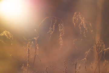 bright photos grass at sunset in the rays of the sun. sun rays and dry grass.