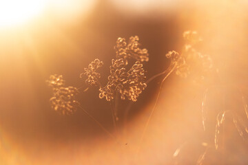 bright photos grass at sunset in the rays of the sun. sun rays and dry grass.