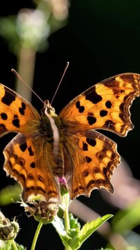 Detailed anglewing butterfly with orange and brown patterned wings resting on a flower, close up, on dark background