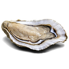 raw oyster isolated on transparent background