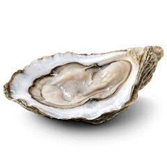 raw oyster isolated on transparent background