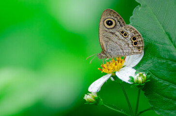 Ypthima baldus, the common five-ring, is a species of Satyrinae butterfly found in Asia a copy space on the left.