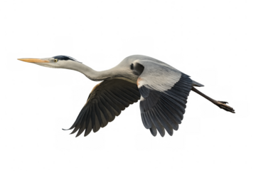 Elegant heron soaring with wide-spread wings, silhouetted against clear sky, revealing streamlined body and powerful flying motion