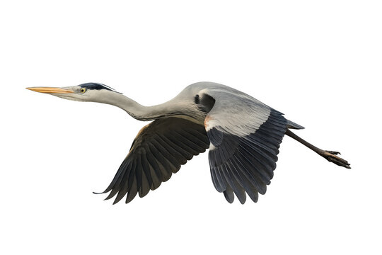 Elegant heron soaring with wide-spread wings, silhouetted against clear sky, revealing streamlined body and powerful flying motion