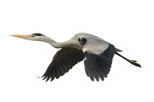 Elegant heron soaring with wide-spread wings, silhouetted against clear sky, revealing streamlined body and powerful flying motion