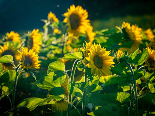 Sonnenblumenfeld im Sommer