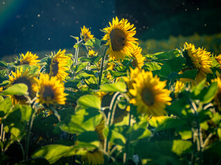 Sonnenblumenfeld im Sommer