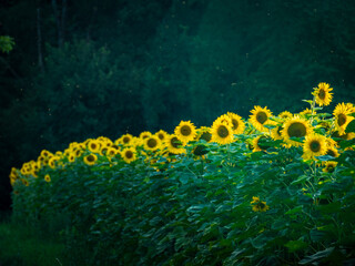 Sonnenblumenfeld im Sommer