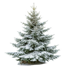 Obraz premium Snowy Fir Tree in Winter isolated on transparent background 