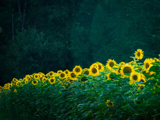 Sonnenblumenfeld im Sommer