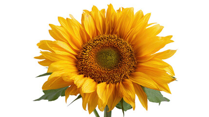 Fototapeta premium Sunflower full bloom isolated on white background