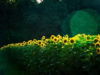 Sonnenblumenfeld im Sommer