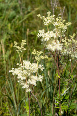 Meadowsweet plant in bloom in the meadow in summer, Filipendula ulmaria, vertical photo, selective focus.