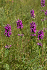 Betony plant in bloom in the meadow in summer, Betonica officinalis, vertical photo, selective focus.