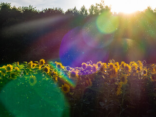 Sonnenblumenfeld im Sommer